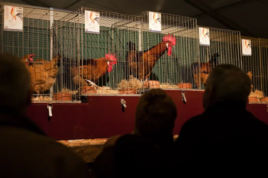 Feria avícola Raça del Prat de Llobregat. Barcelona