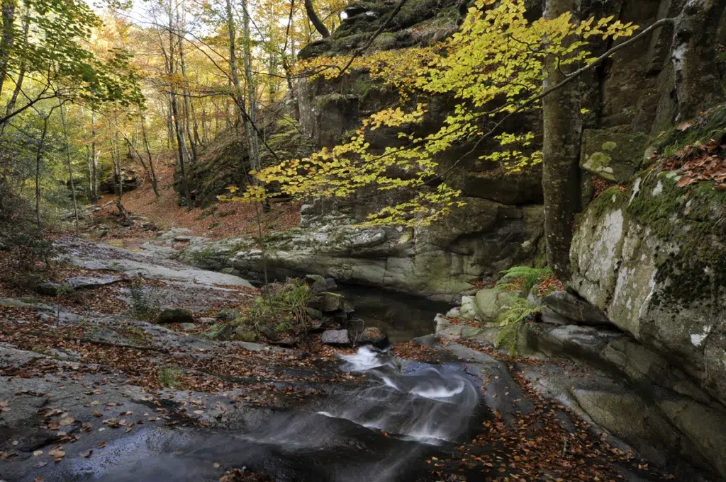 Parque Natural del Montseny. Por: Gonzalo Sanguinetti - Diputació de Barcelona