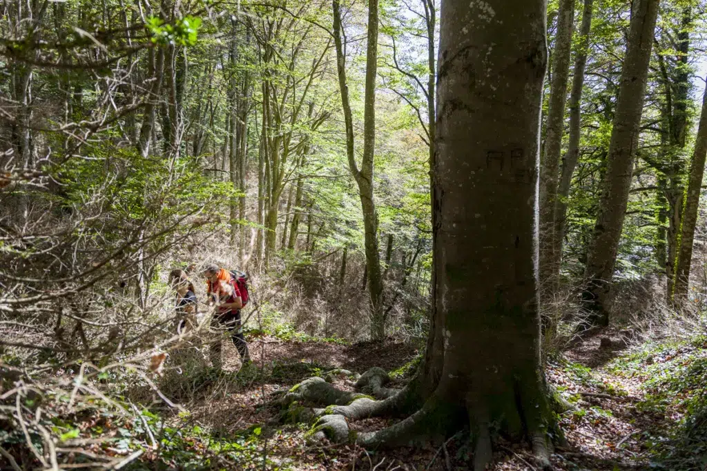 St. Pere Torelló - Fageda Grevolosa. Barcelona