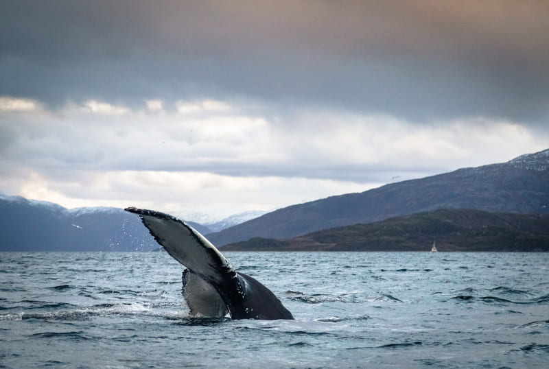 avistamiento de ballenas noruega