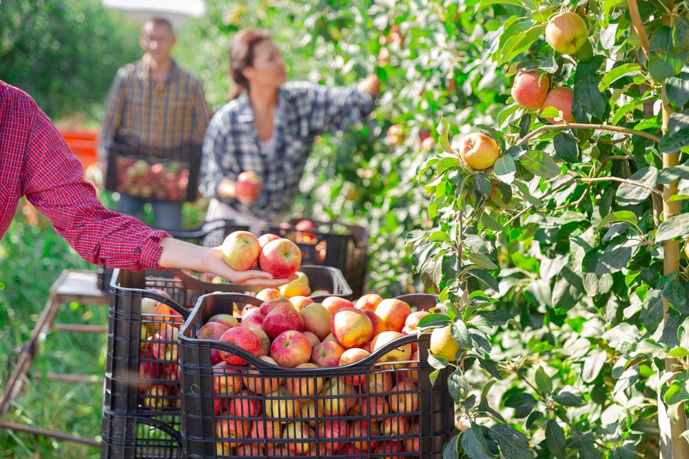 qué nos impide consumir ecológico