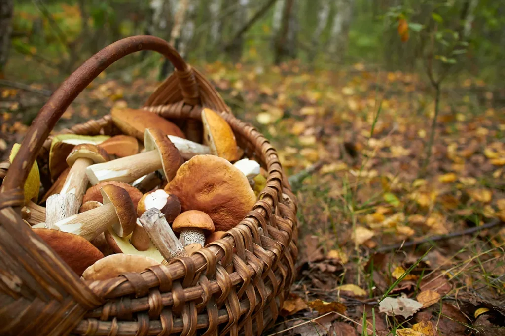 El otoño es la época perfecta para recoger setas en España.