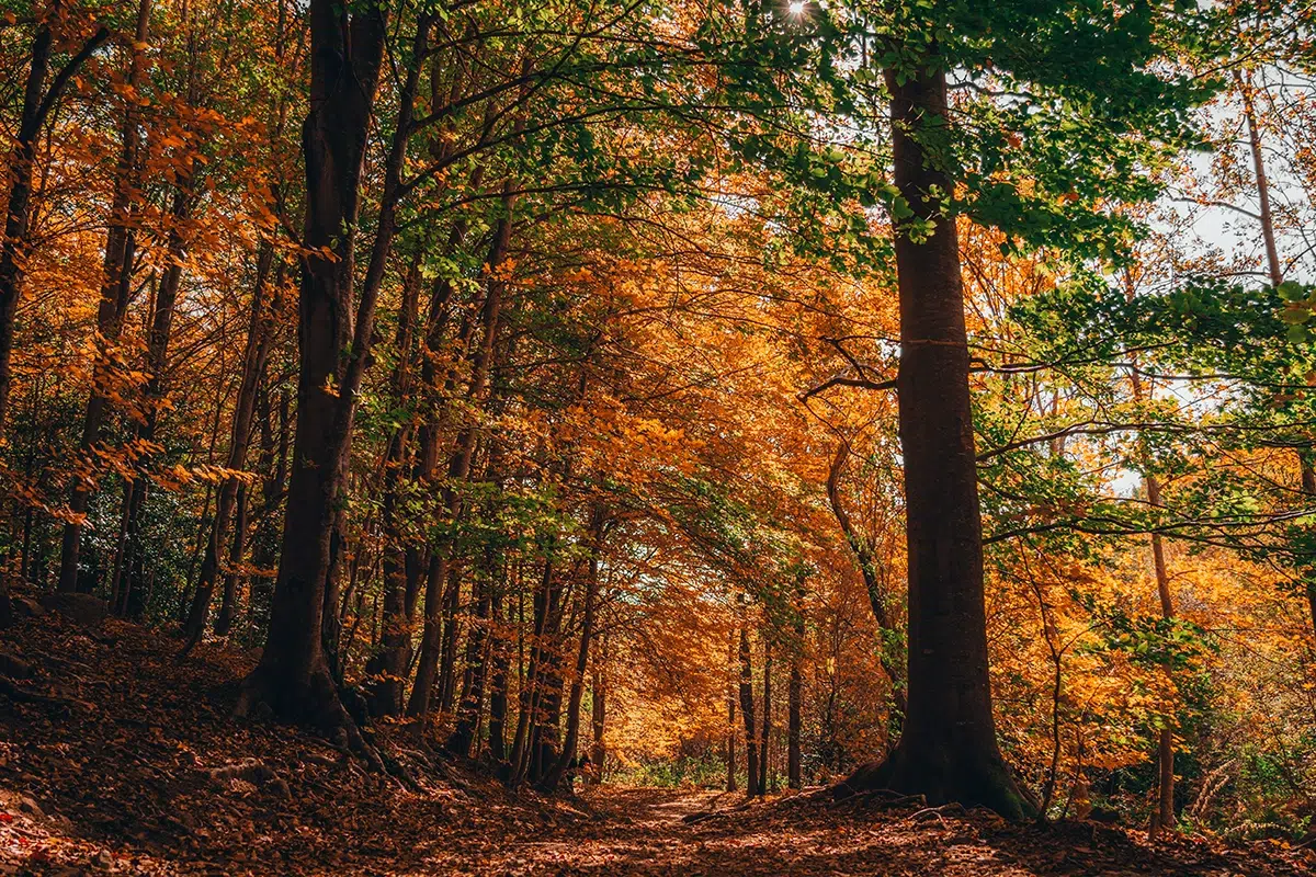 Otoño en el Montseny (Barcelona).