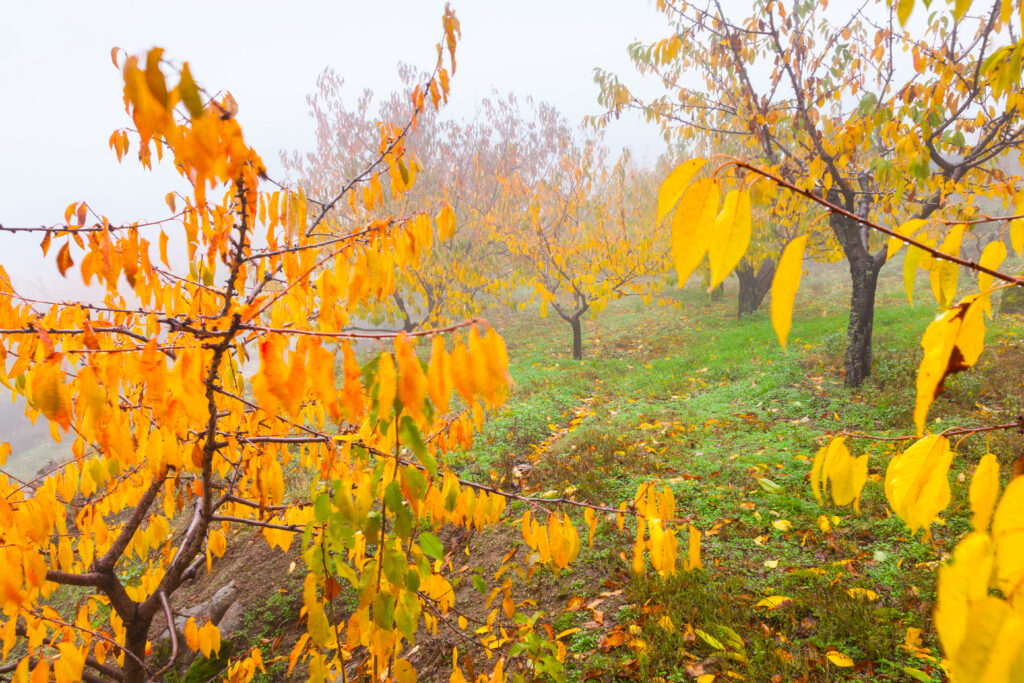 Otoño en el Valle del Ambroz (Cáceres).