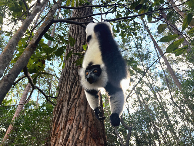Madagascar es la isla de los lémures