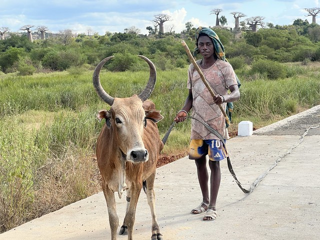 Pastor de cebúes en Madagascar