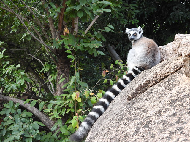 Lémur de cola anillada en Madagascar