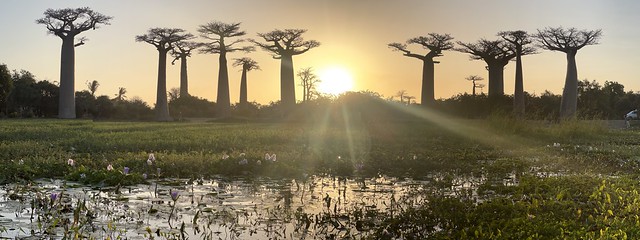 Atardecer en la Avenida de los Baobabs en Madagascar