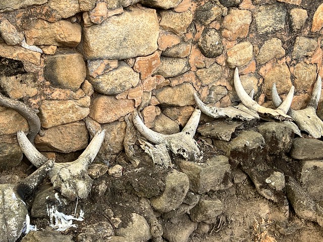 Cráneos de cebú en el Palacio Rova de Ambohimanga (Madagascar)