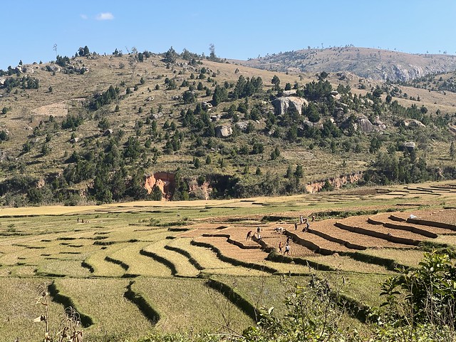 Arrozales en Madagascar