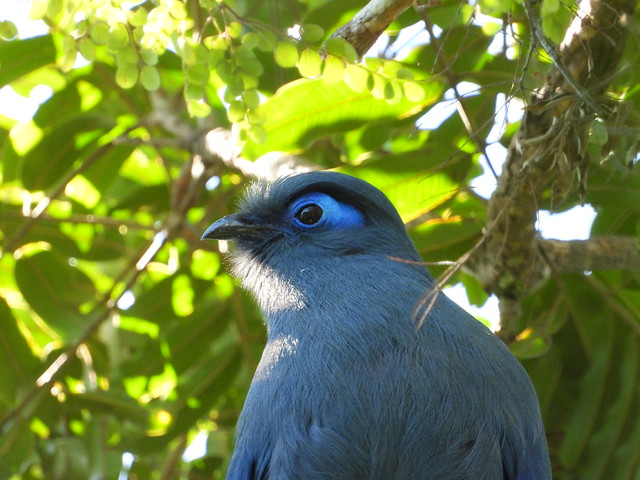 Cúa azul, ave endémica de Madagascar, fotografiada en Ranomafana