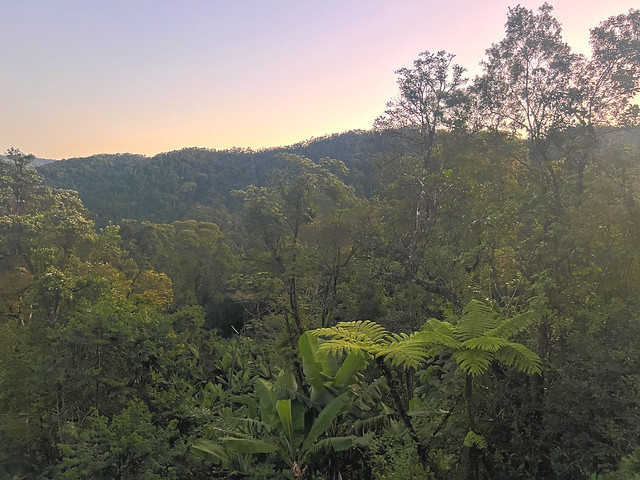 Selva de Ranomafana (Madagascar)