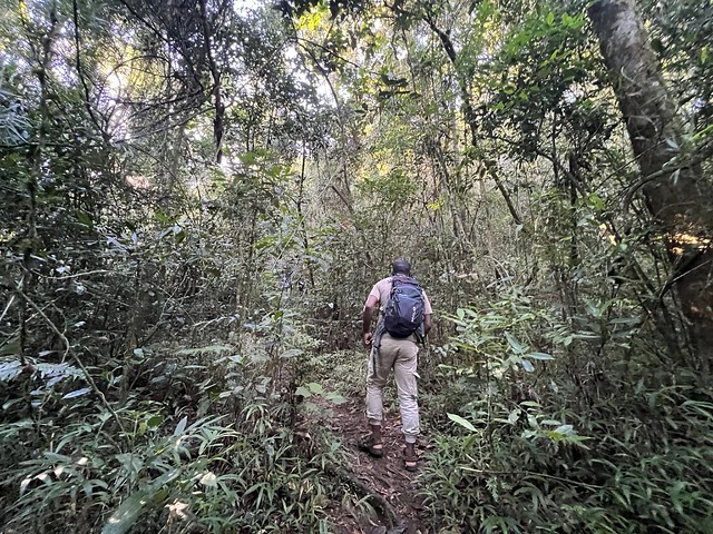 Guía local caminando por el bosque de Ranomafana en Madagascar