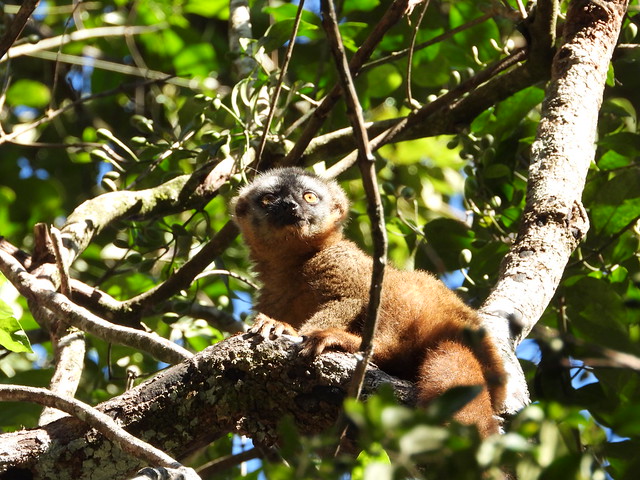 Cría de lémur marrón de frente roja fotografiado en Ranomafana (Madagascar)