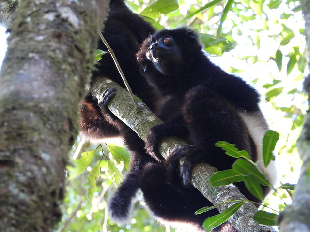 Sifaca de Milne-Edwards en Ranomafana (Madagascar)