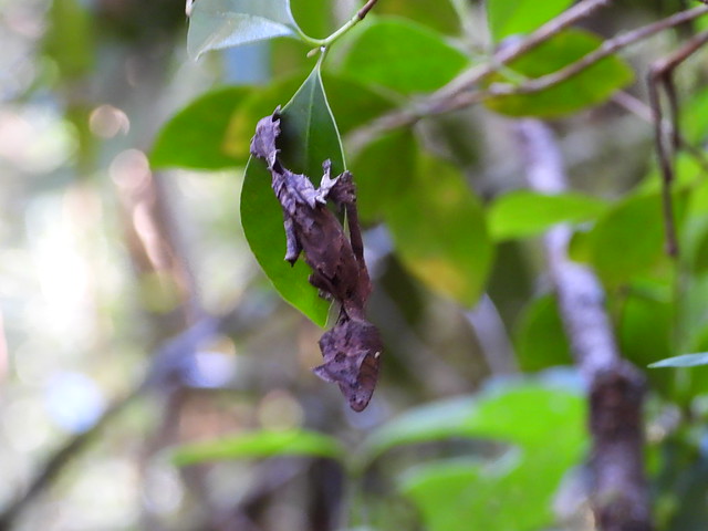 Gecko de cola de hoja en Ranomafana (Madagascar)