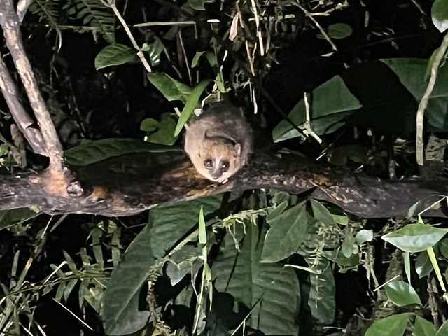 Lémur ratón en Ranomafana (Madagascar)