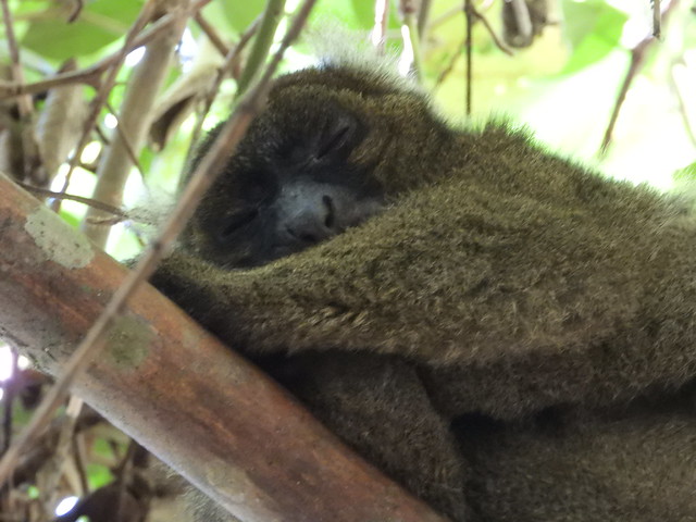 Lémur grande del bambú en Ranomafana (Madagascar)