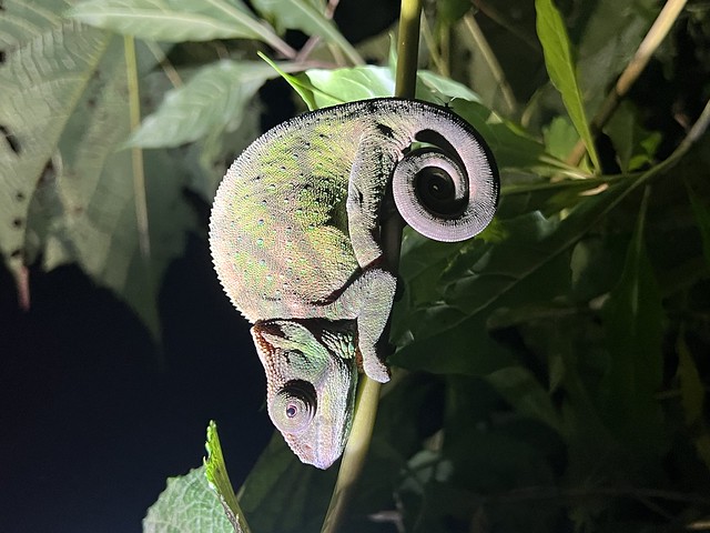 Camaleón en Ranomafana (Madagascar)