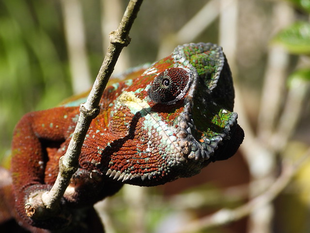 Madagascar es el país con mayor número de especies diferentes de camaleones (aquí un camaleón pantera)