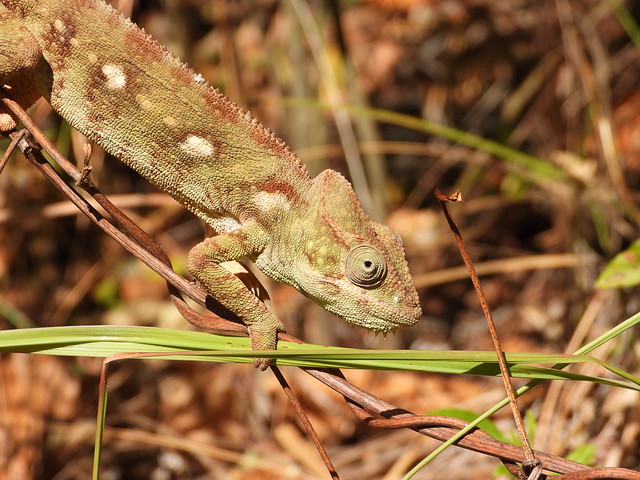 Camaleón en el Valle de Tsaranoro (Madagascar)