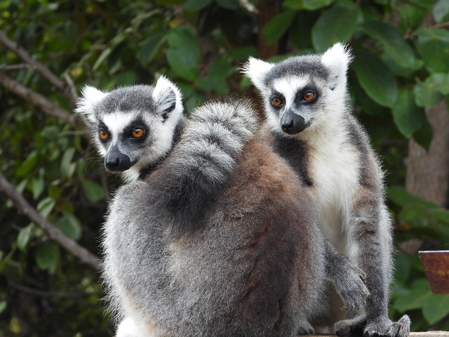 Lémures de cola anillada en el valle de Tsaranoro (Madagascar)