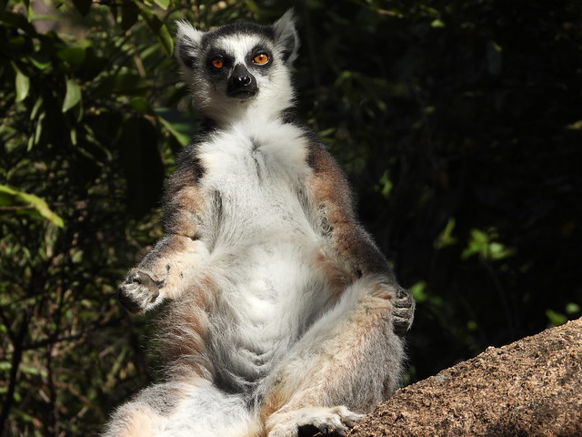Lémur de cola anillada en el valle de Tsaranoro (Madagascar)