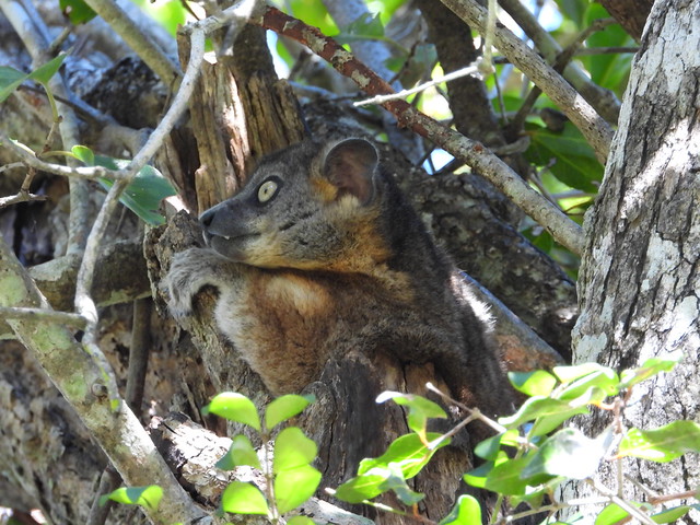 Lémur saltador de Hubbard en el Parque Nacional Zombitse