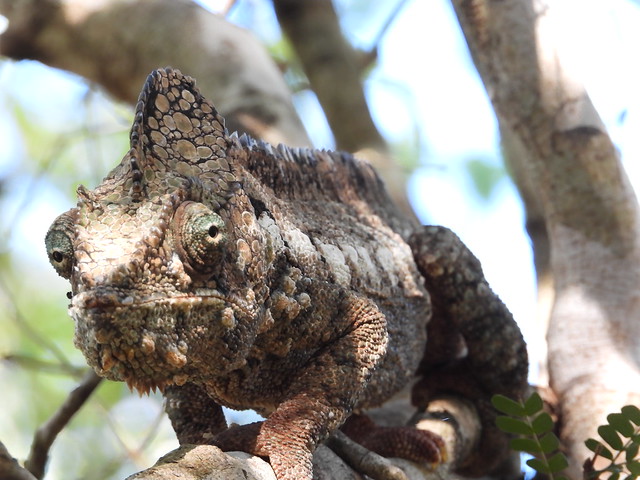 Camaleón gigante de Madagascar (Camaleón de Oustalet) en el Parque Zombitse