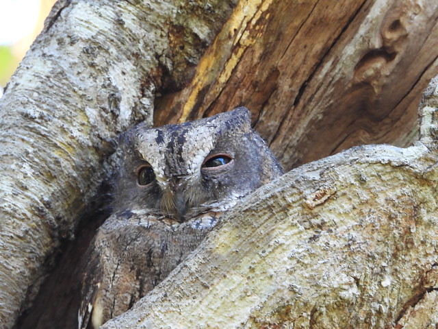 Búho en Zombitse (Madagascar)