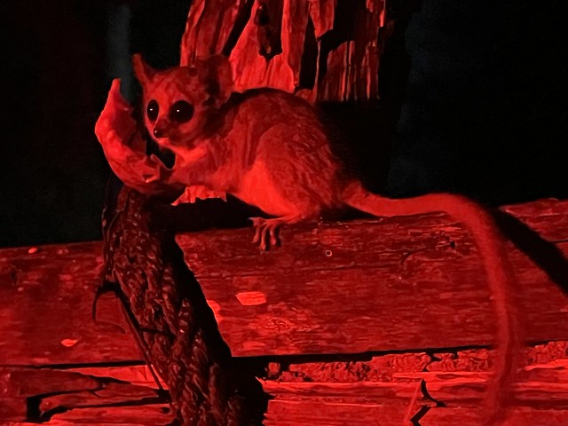 Lémur ratón en Ifaty (Madagascar)