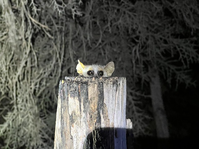 Lémur ratón en Ifaty (Madagascar)