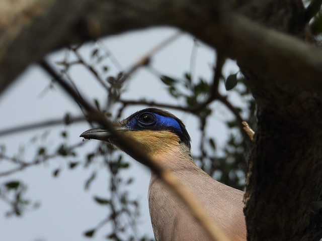Cúa gigante en la Reserva Reniala de Madagascar