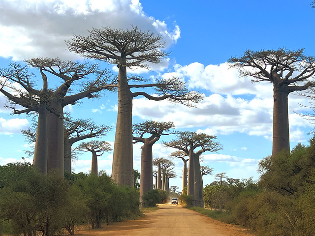 Avenida de los Baobabs en Madagascar