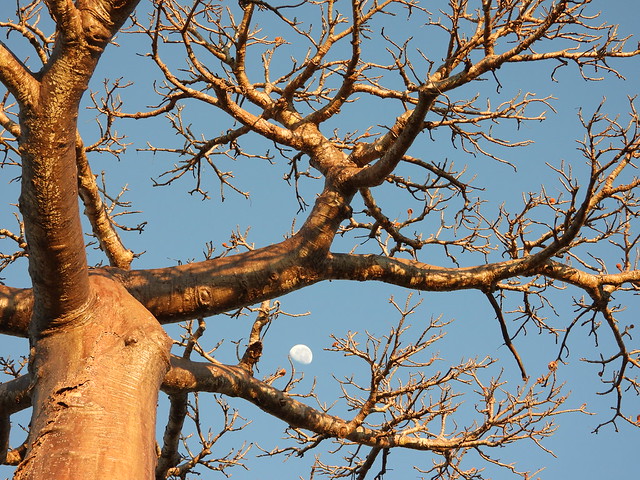 Detalle de un baobab en Madagascar