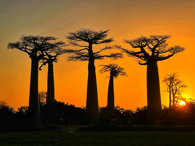 Atardecer en la Avenida de los Baobabs (Madagascar)