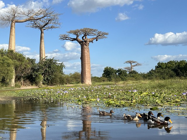 Un lago con nenúfares y patos es uno de los sitios elegidos en la Avenida de los Baobabs para ver el atardecer