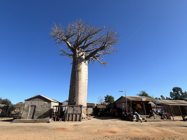 La aldea del baobab sagrado en Madagascar (Carretera de Morondava al Gran Tsingy de Bemaraha)