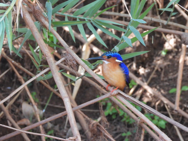 Martín Pescador malgache en el río Manambolo