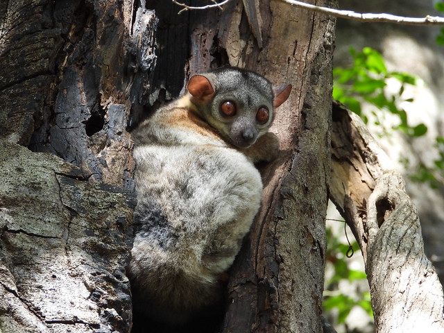 Lémur saltador de Randrianasolo en el Gran Tsingy de Bemaraha (Madagascar)