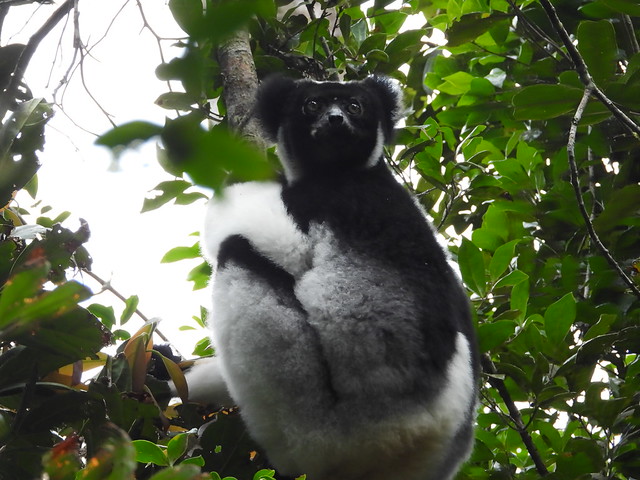 Indri indri en Andasibe, Madagascar