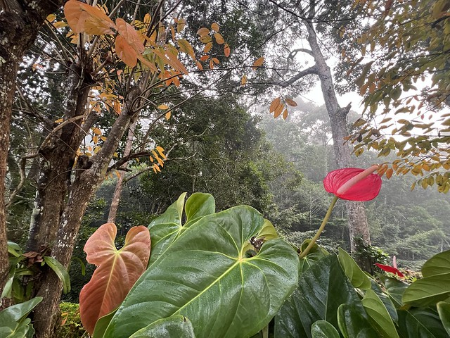 Paisaje del Parque Nacional Andasibe - Mantadia en Madagascar