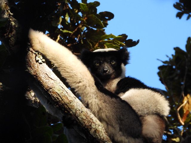 Indri indri en Andasibe (Madagascar)