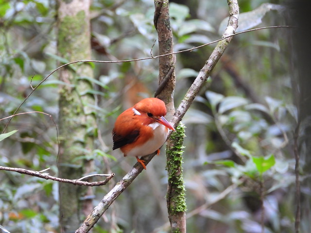 Martín pescador pigmeo, ave endémica de Madagascar