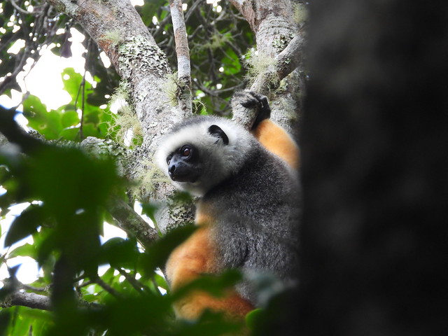 Sifaca de diadema en Andasibe (Madagascar)