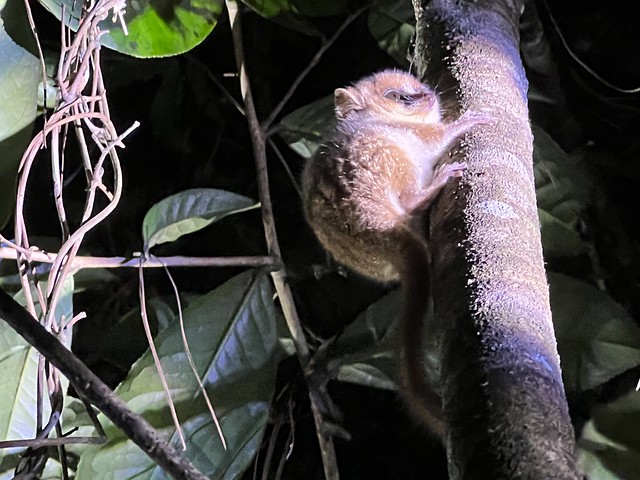 Lémur ratón por la noche en el Parque Nacional Andasibe Mantadia de Madagascar
