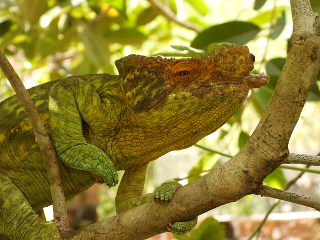 Camaleón de Parson en Madagascar