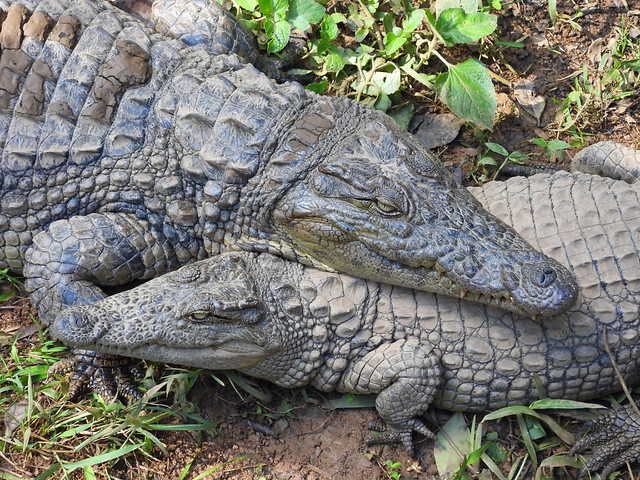 Cocodrilos en el islote Vakona (cerca del Parque Andasibe, Madagascar)