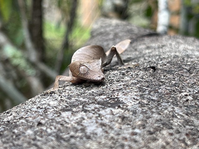 Gecko de cola de hoja en Madagascar