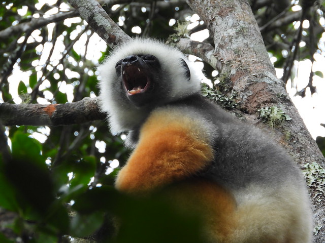 Sifaca de diadema en Andasibe (Madagascar)